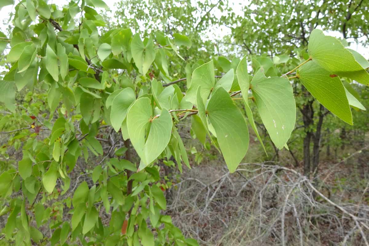 Image of Colophospermum mopane specimen.