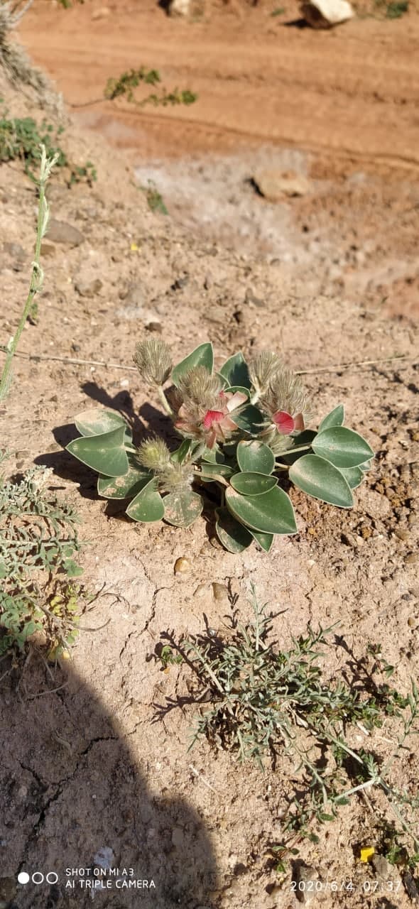 Изображение особи Hedysarum plumosum.