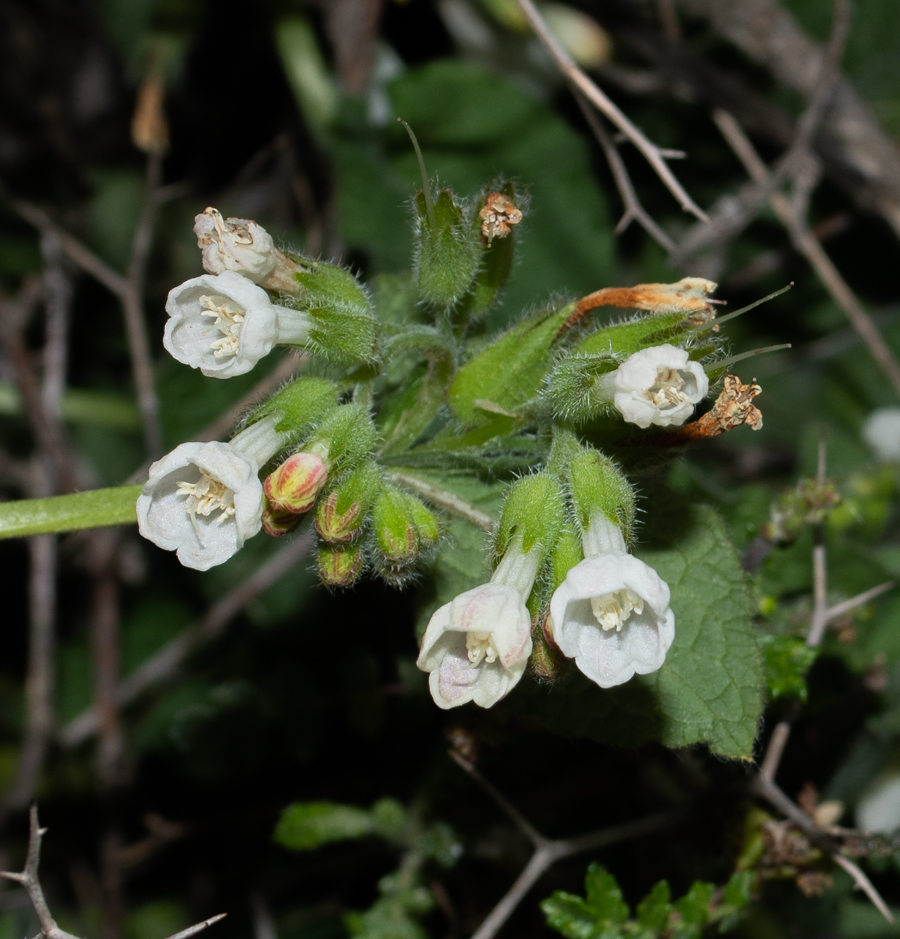 Изображение особи Symphytum brachycalyx.