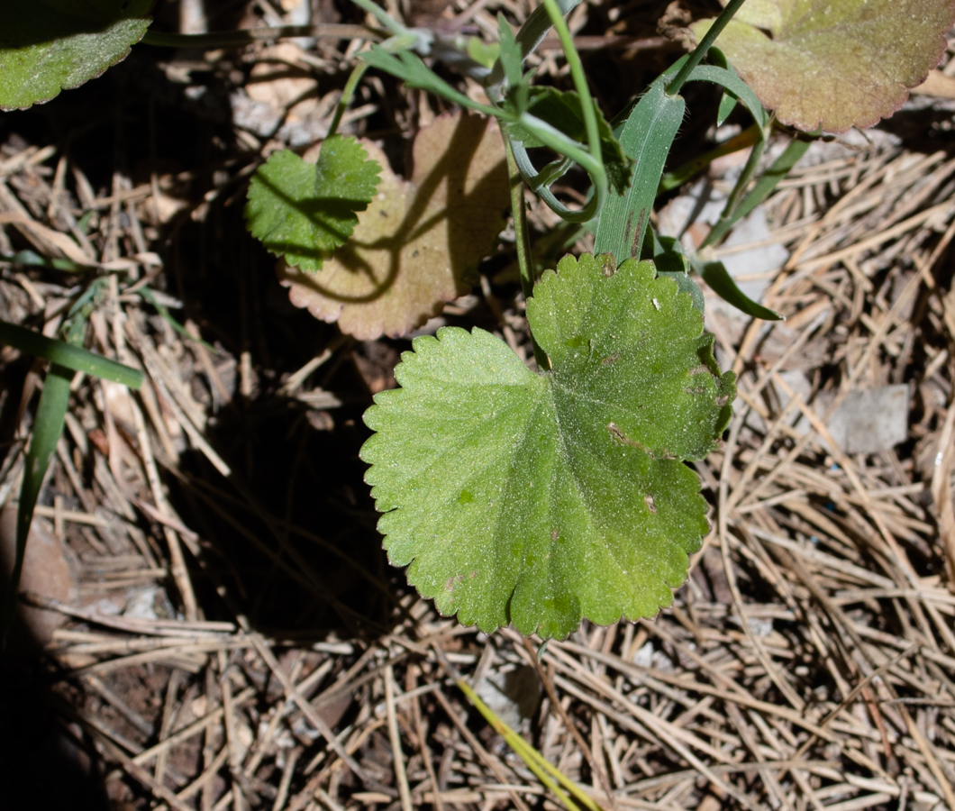 Image of Pimpinella cretica specimen.