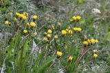 Taraxacum altaicum. Верхушки цветущих растений с закрывшимися из-за пасмурной погоды соцветями. Республика Алтай, Кош-Агачский р-н, верховье р. Актру, окр. оз. Сачки. 09.07.2022.