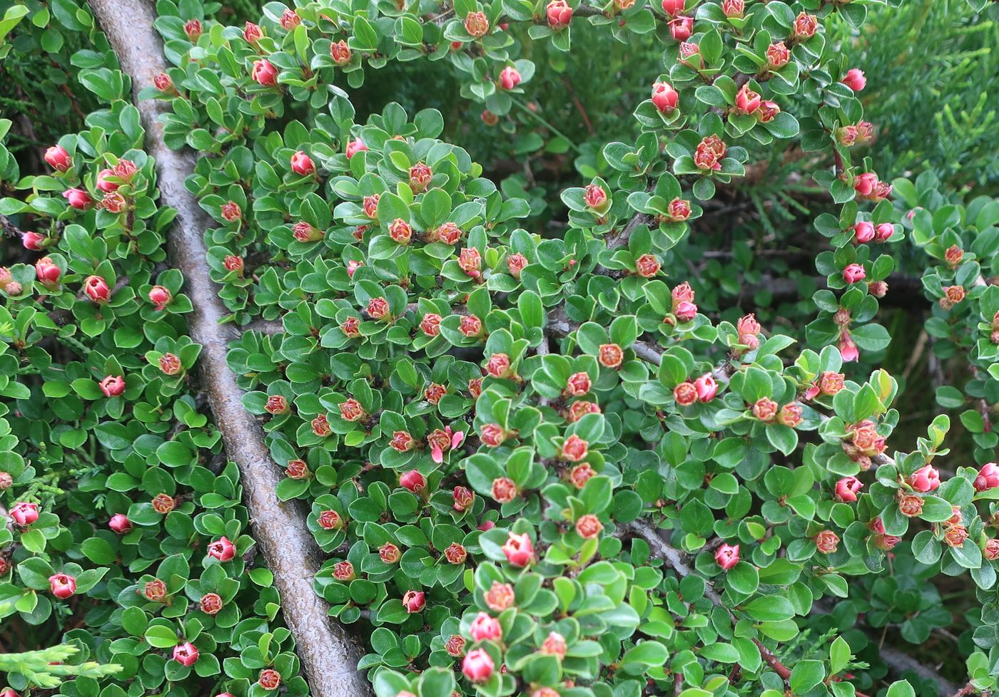 Image of Cotoneaster horizontalis specimen.