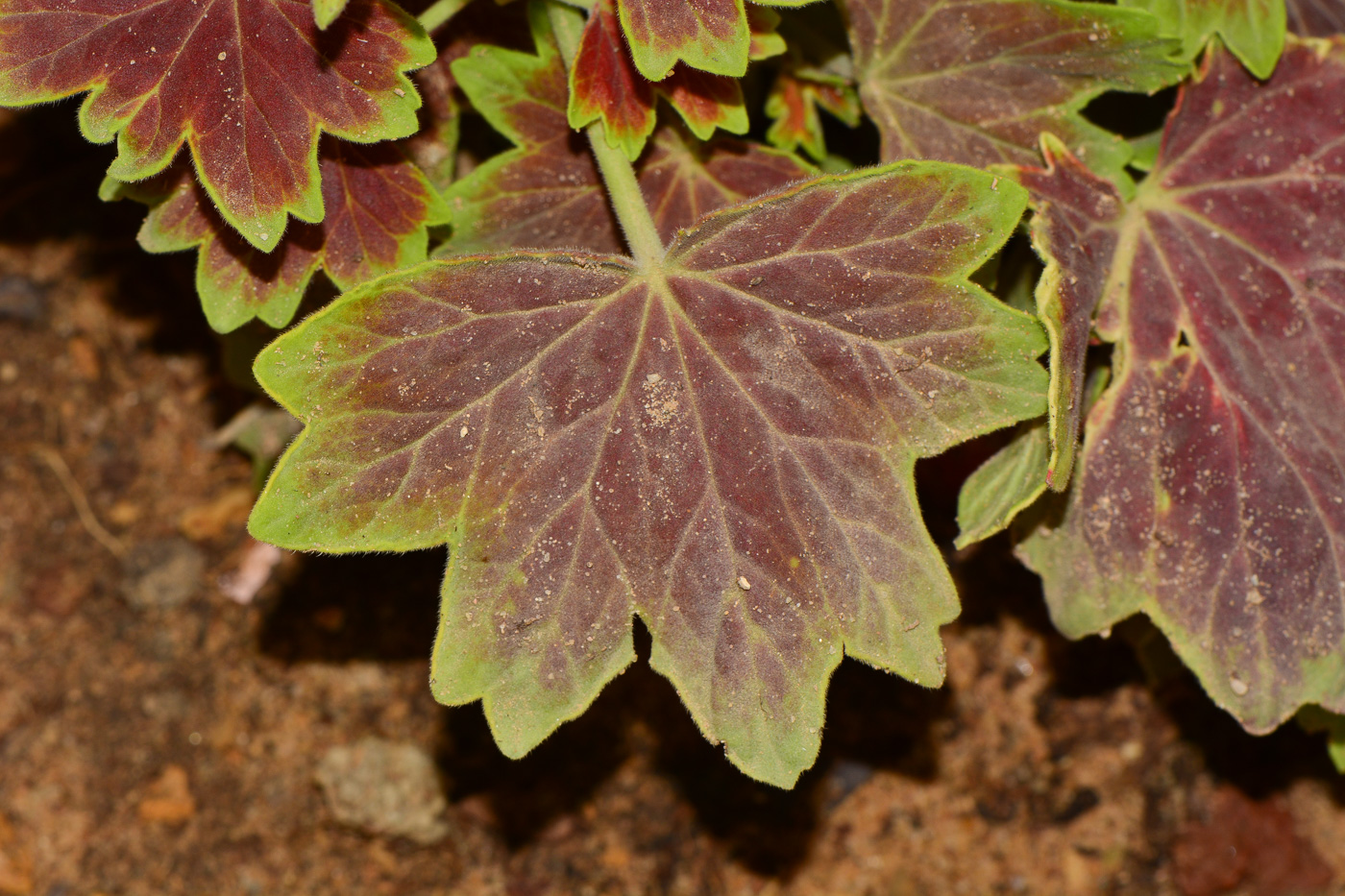 Изображение особи род Pelargonium.