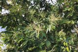 genus Lithocarpus. Ветви с соцветиями и листьями Непал, провинция Гандаки-Прадеш, р-н Каски, Покхара. 27.11.2017.