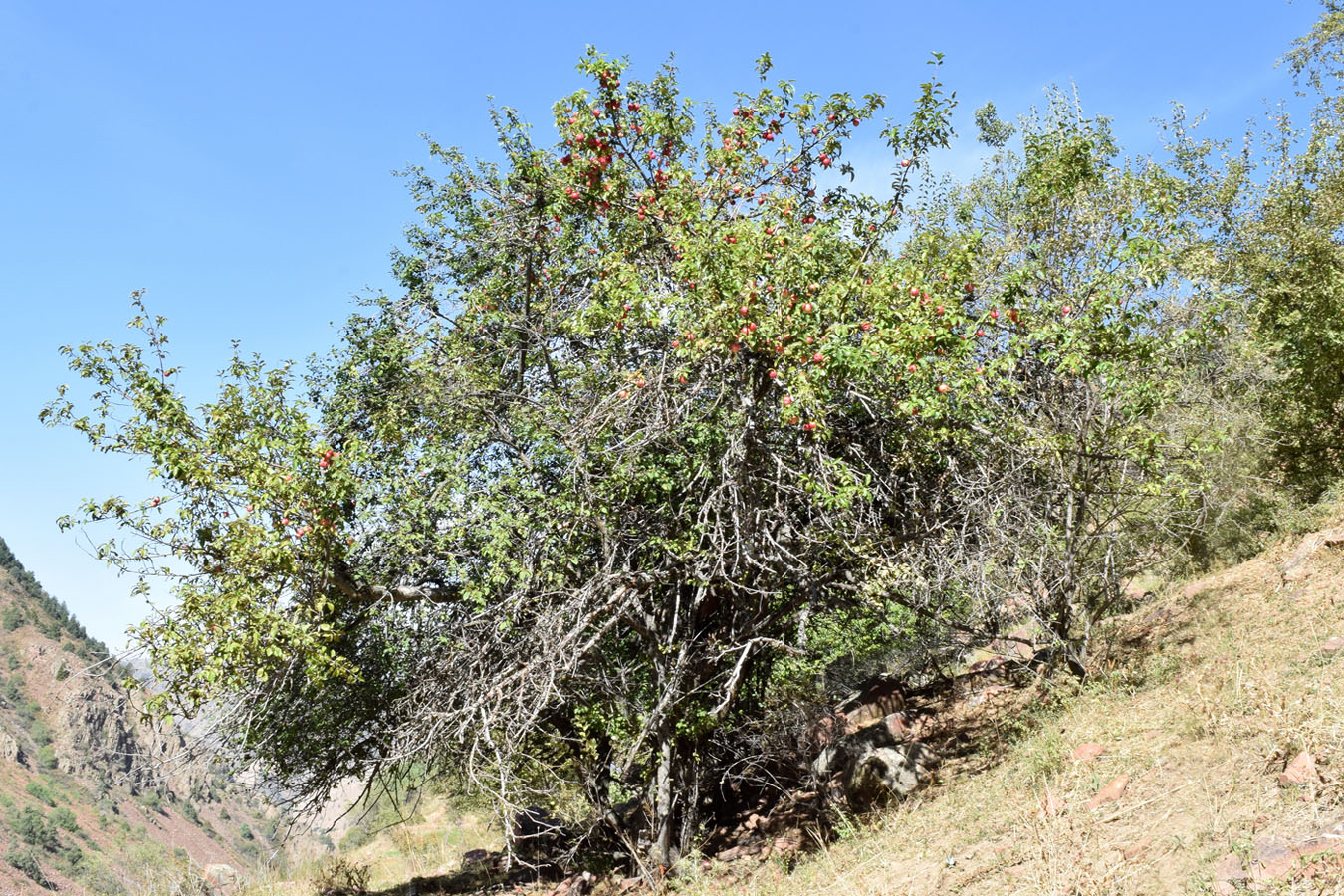 Image of Malus domestica specimen.