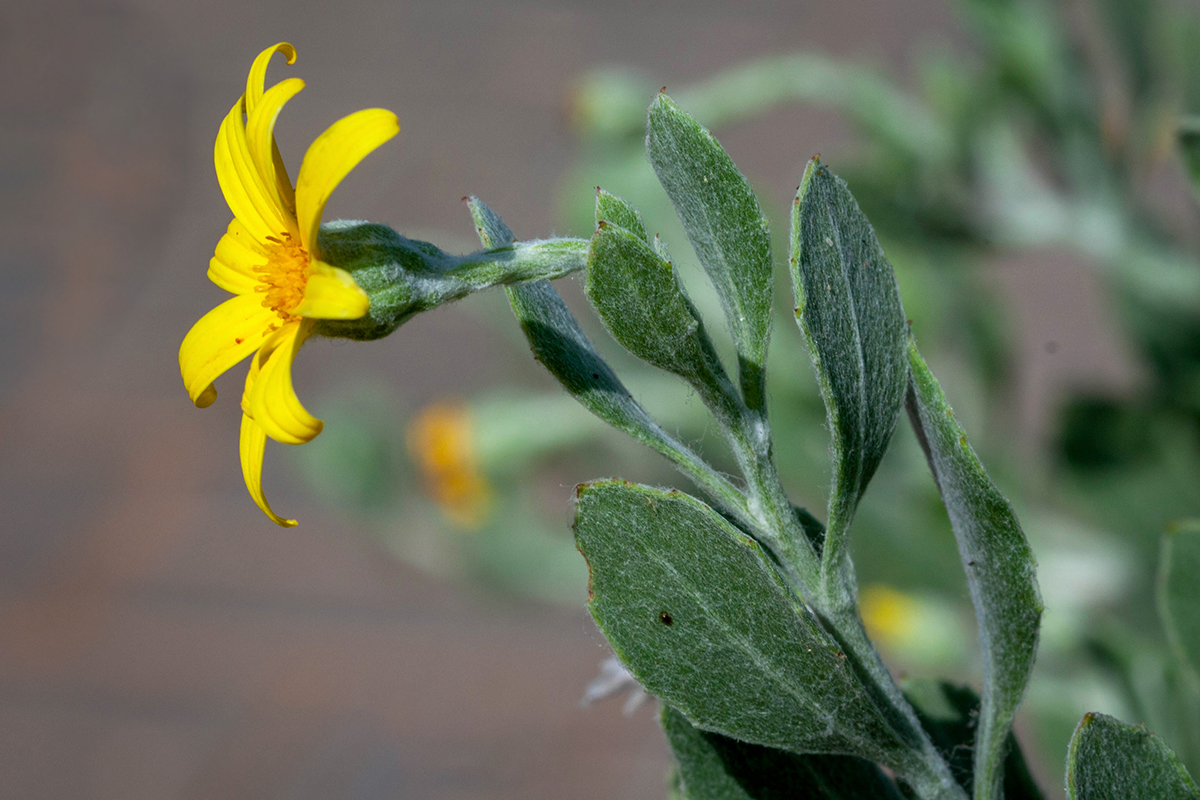 Изображение особи Chrysanthemoides monilifera.