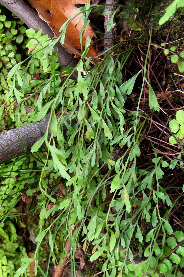 Изображение особи Asplenium &times; alternifolium.