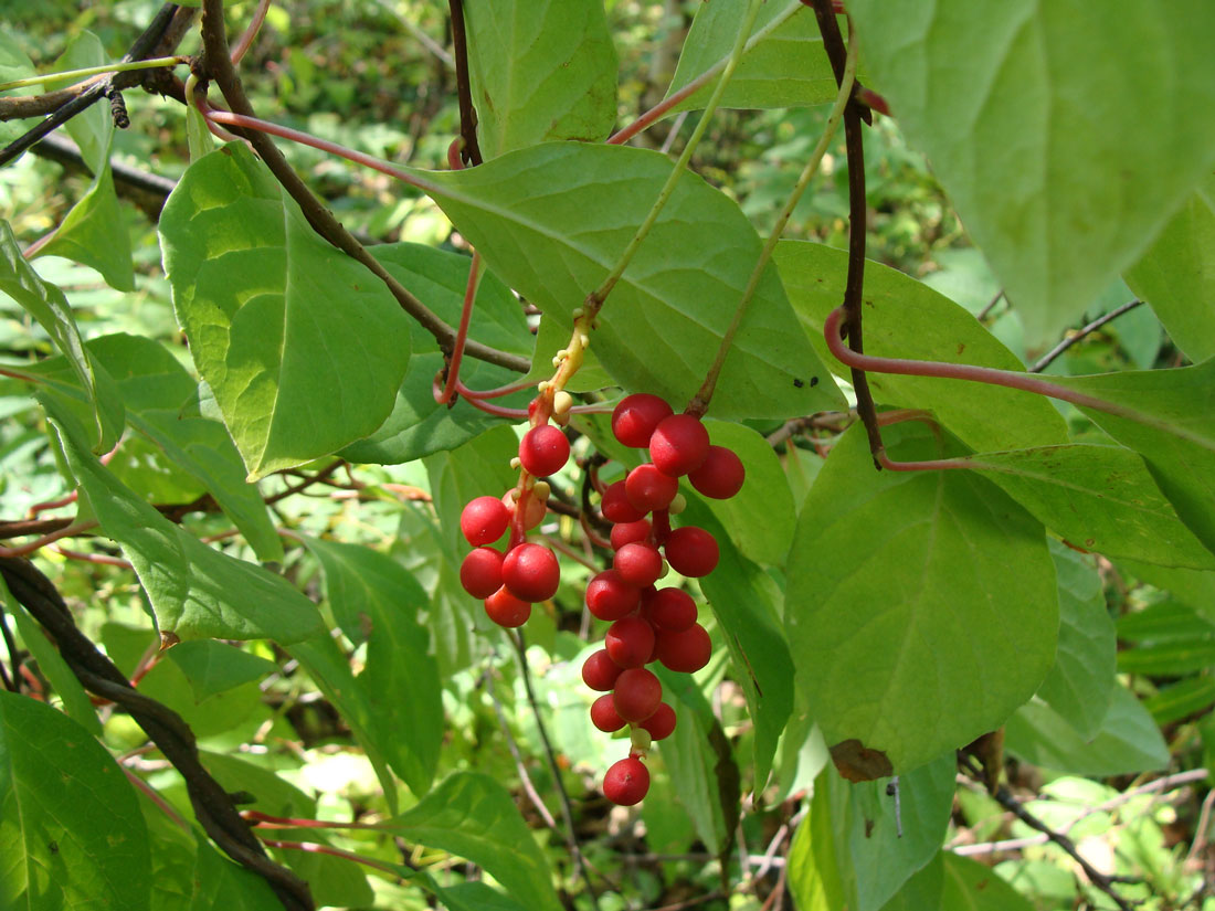 Image of Schisandra chinensis specimen.