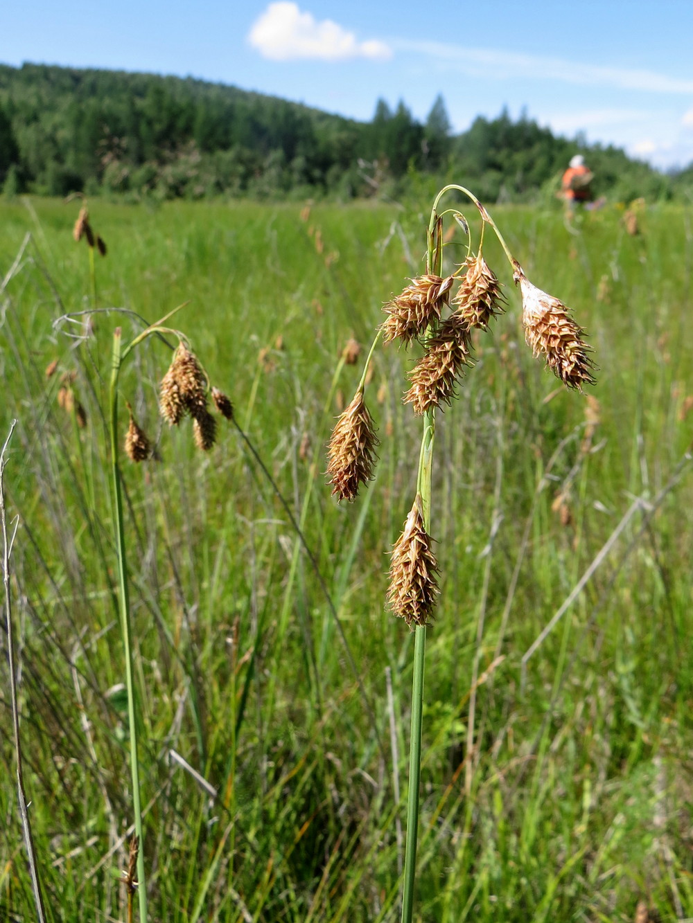 Image of Carex coriophora specimen.