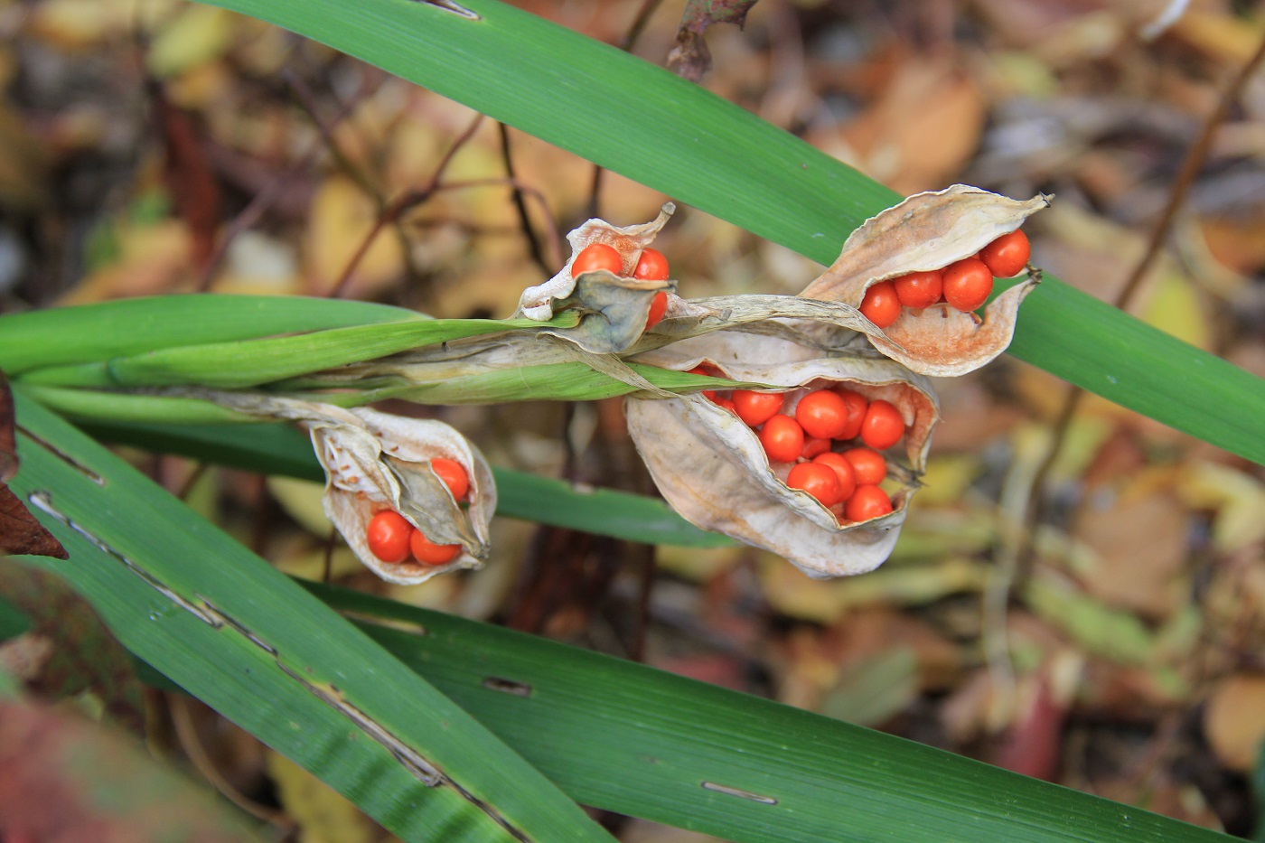 Изображение особи Iris foetidissima.