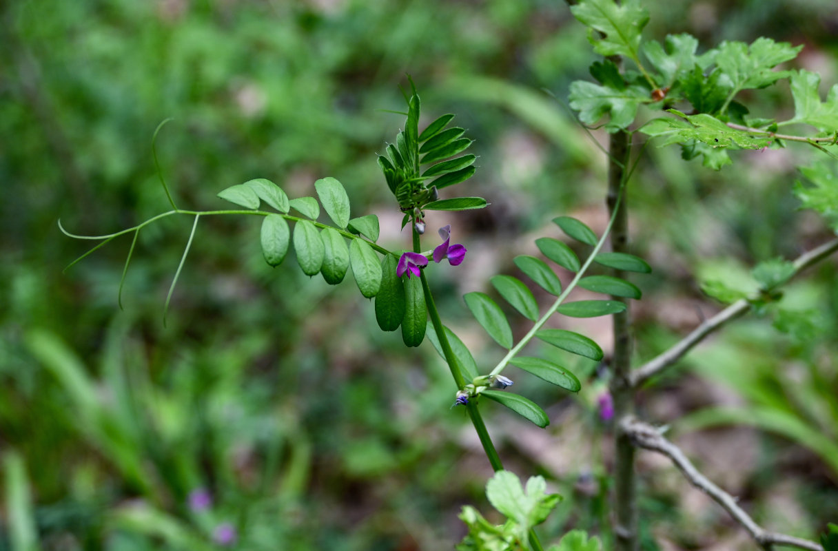 Image of Vicia angustifolia specimen.