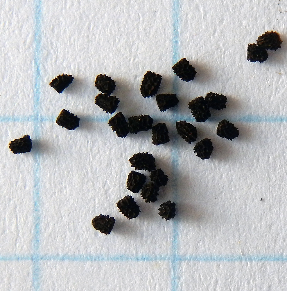 Image of Antirrhinum majus specimen.