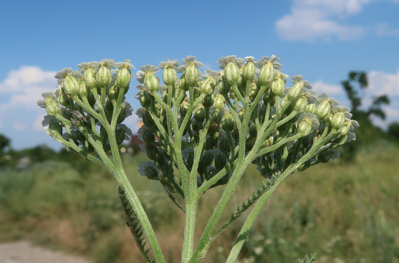 Image of Achillea millefolium specimen.