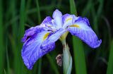 genus Iris. Цветок. Грузия, Аджария, Батумский ботанический сад, в культуре. 16.06.2023.