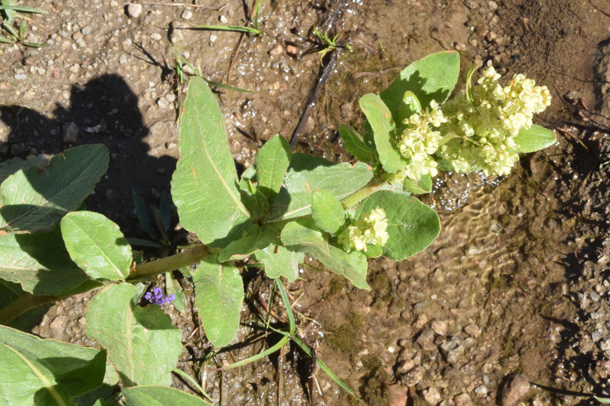 Изображение особи Aconogonon hissaricum.