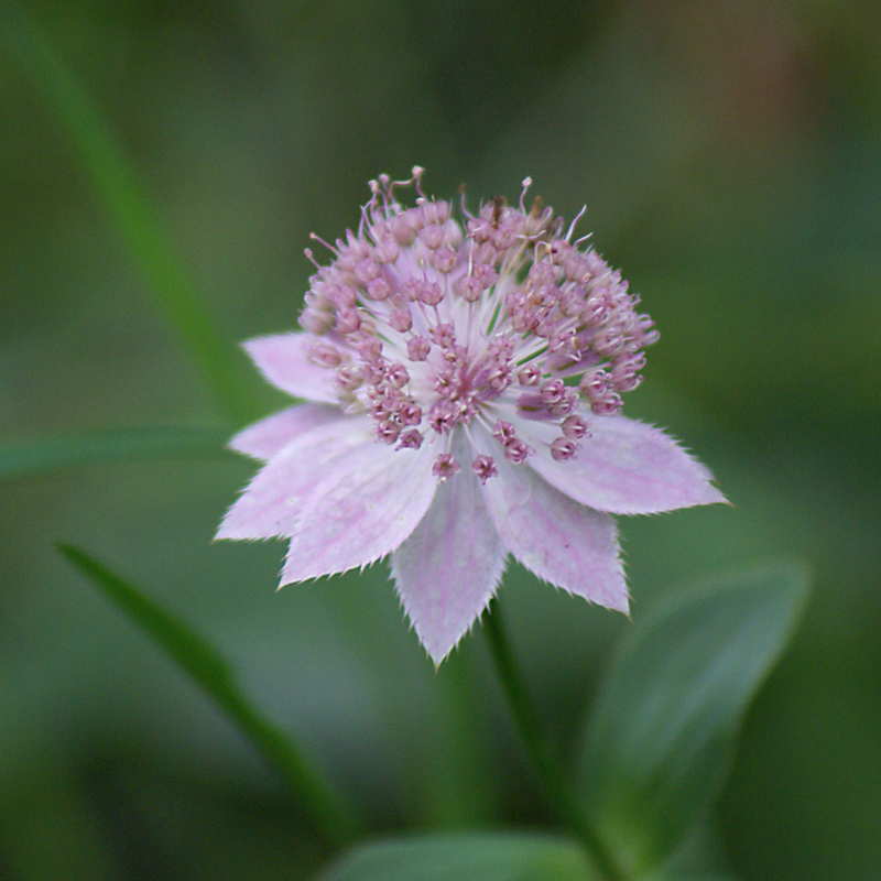 Image of Astrantia maxima specimen.