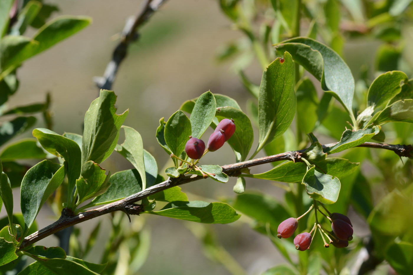 Image of genus Berberis specimen.