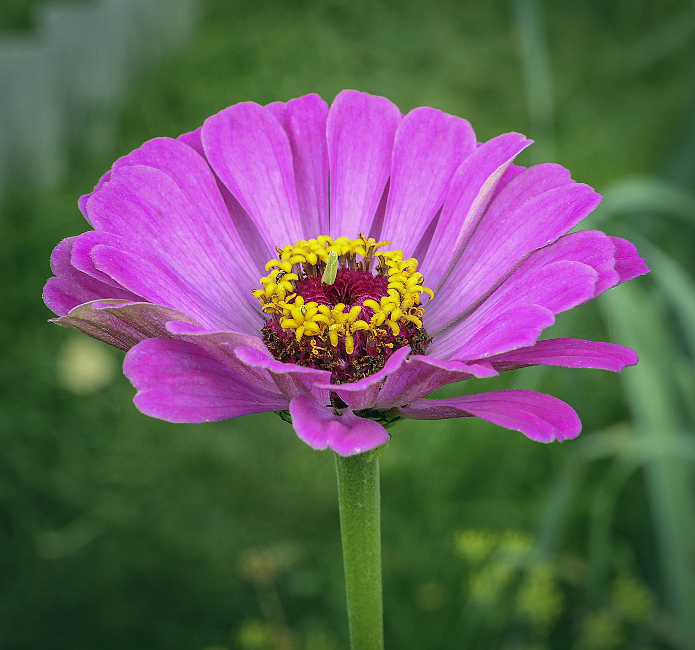 Изображение особи Zinnia elegans.