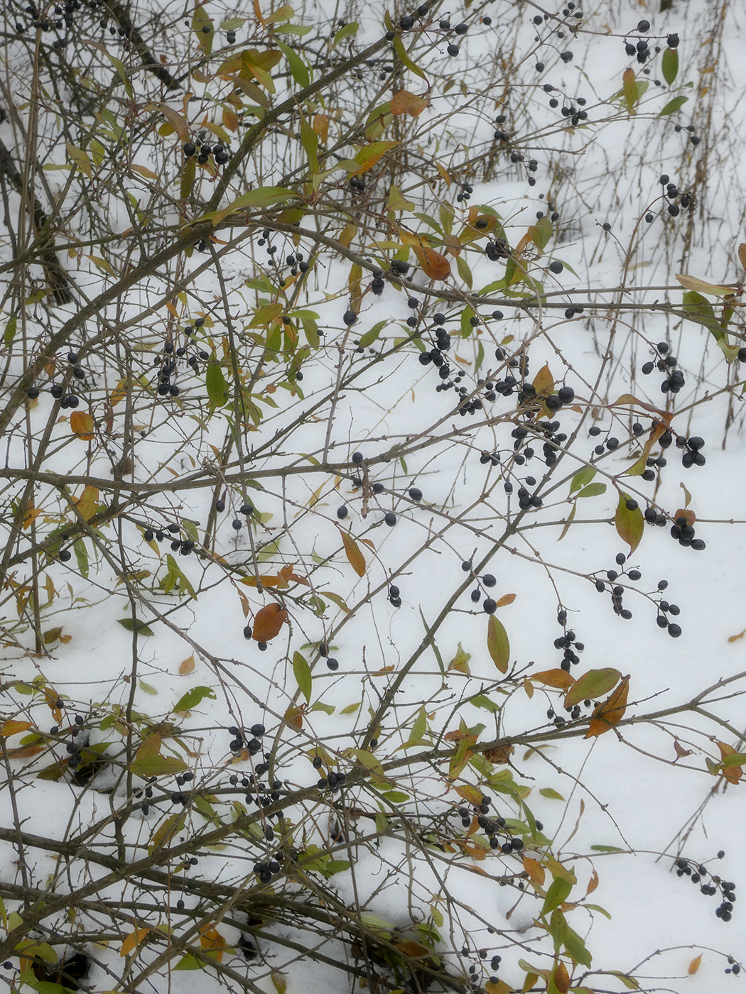 Изображение особи Ligustrum vulgare.