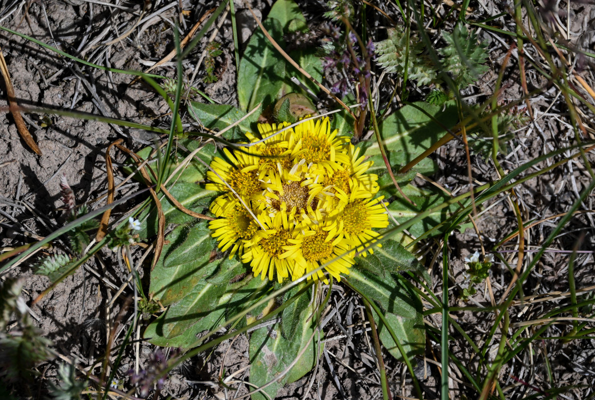 Изображение особи Inula rhizocephala.