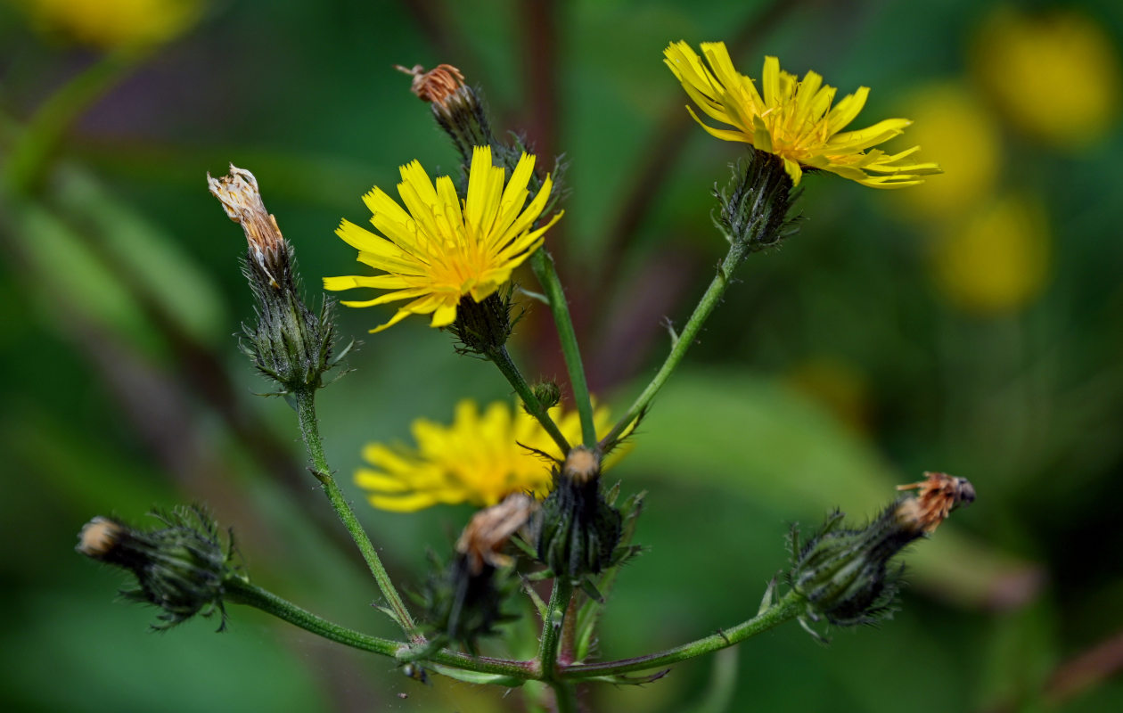 Image of Picris japonica specimen.