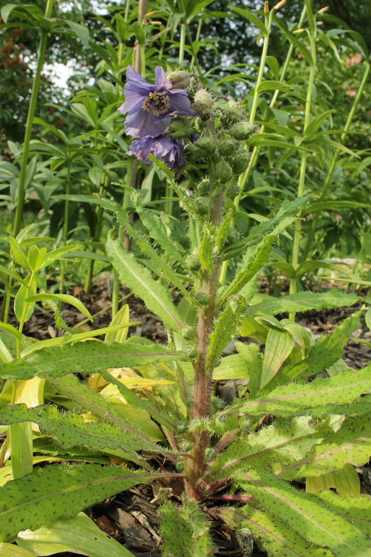 Image of Meconopsis horridula specimen.