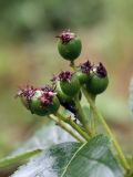 Sorbus buschiana. Соплодие с незрелыми плодами. Мурманская обл., г. Кировск, Полярно-альпийский ботанический сад-институт, в культуре. 10.08.2010.