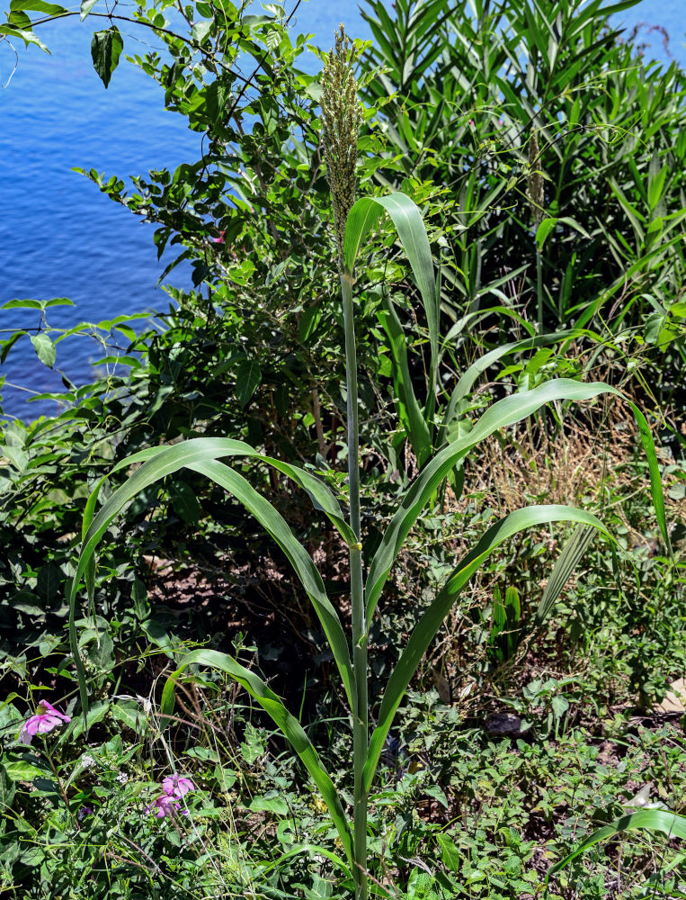 Image of Sorghum bicolor specimen.