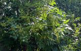 genus Fraxinus. Верхушки ветвей с соплодиями. Ярославская обл., г. Ярославль, устье р. Которосль, опушка смешанного леса. 02.07.2024.