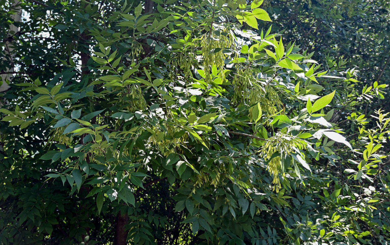 Image of genus Fraxinus specimen.