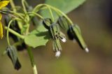 Paraixeris denticulata. Нераскрывшееся соплодие. Приморский край, Уссурийский гор. округ, окр. с. Монакино, опушка широколиственного леса. 02.10.2022.