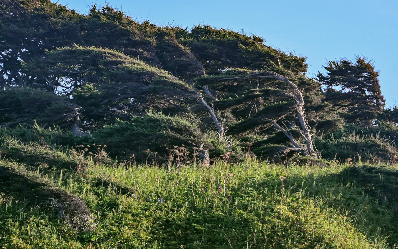 Image of Larix kamtschatica specimen.