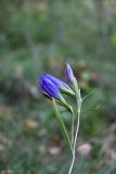 Gentiana pneumonanthe