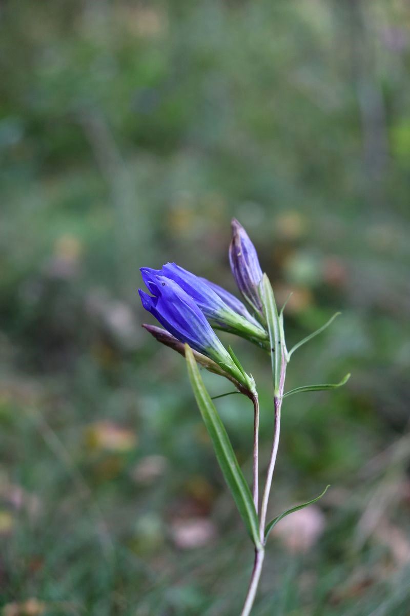 Изображение особи Gentiana pneumonanthe.