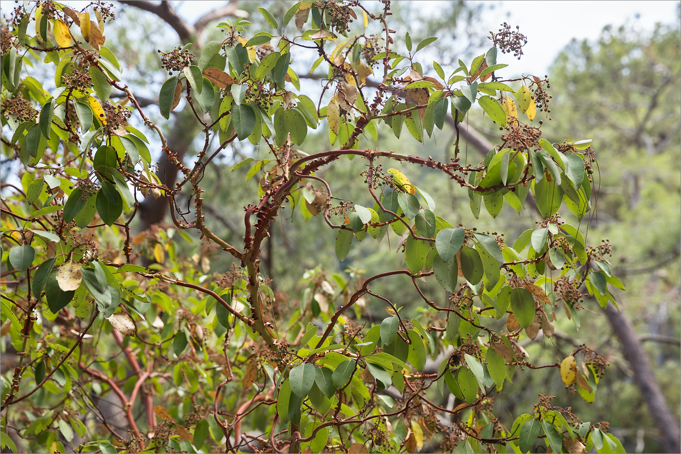 Image of Arbutus andrachne specimen.