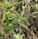 Thymus &times; tschernjajevii