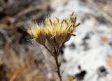 Jurinea stoechadifolia