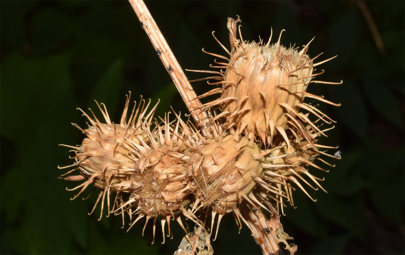 Изображение особи Cousinia umbrosa.