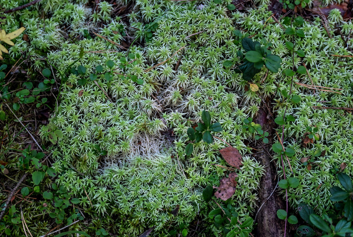 Изображение особи род Sphagnum.