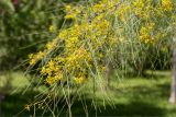 Parkinsonia aculeata. Ветвь с соцветиями. Турция, г. Анталья, Dokuma Park, в культуре. 01.06.2024.