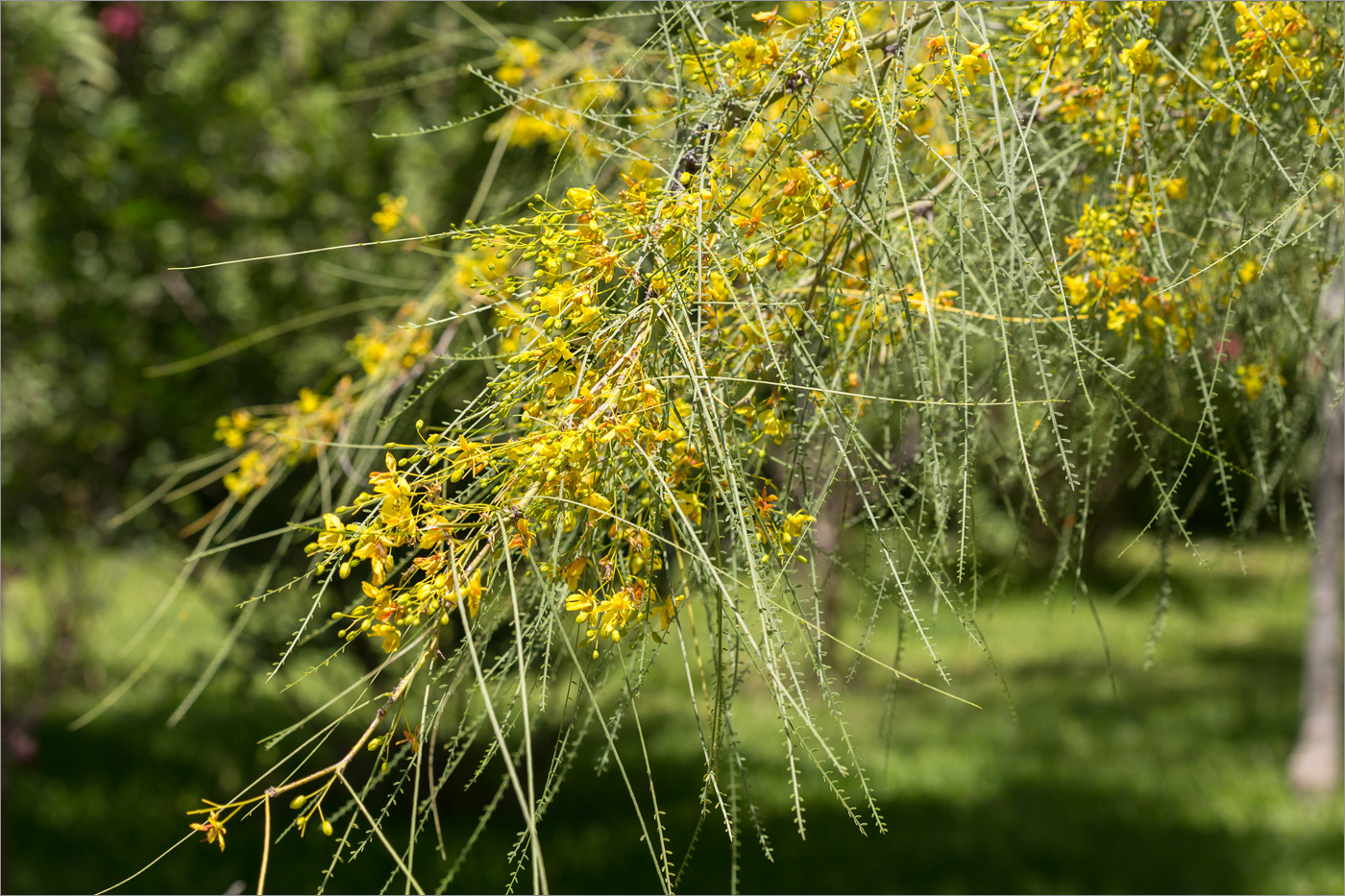 Изображение особи Parkinsonia aculeata.