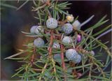 Juniperus communis