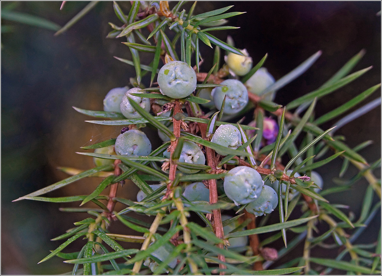 Изображение особи Juniperus communis.