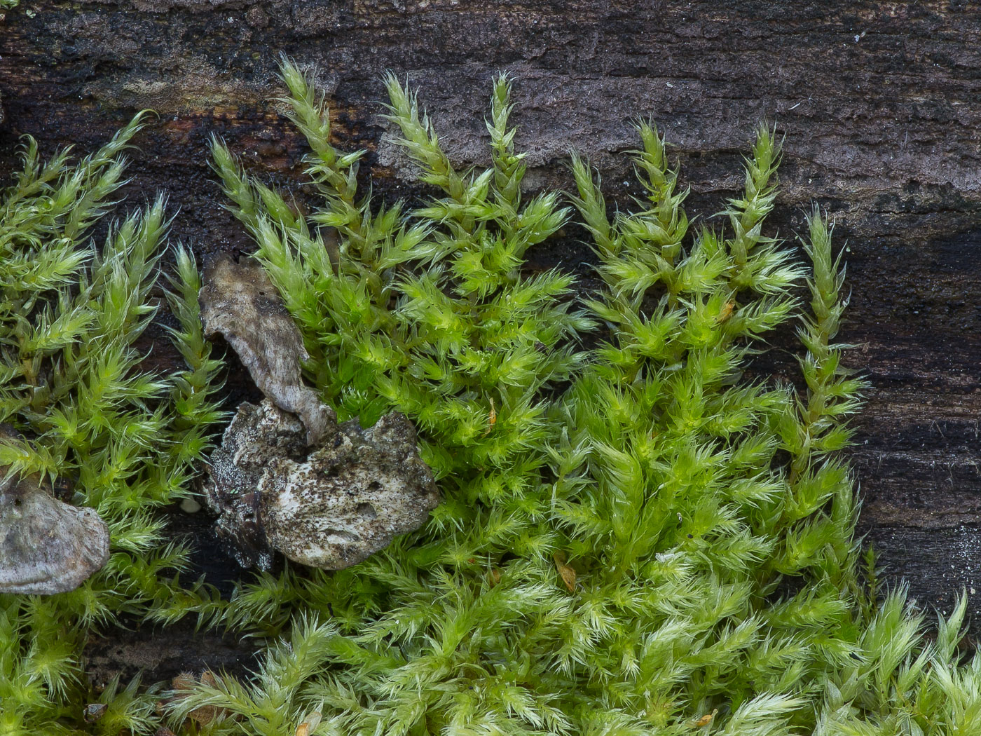 Image of familia Brachytheciaceae specimen.