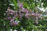 Lagerstroemia speciosa