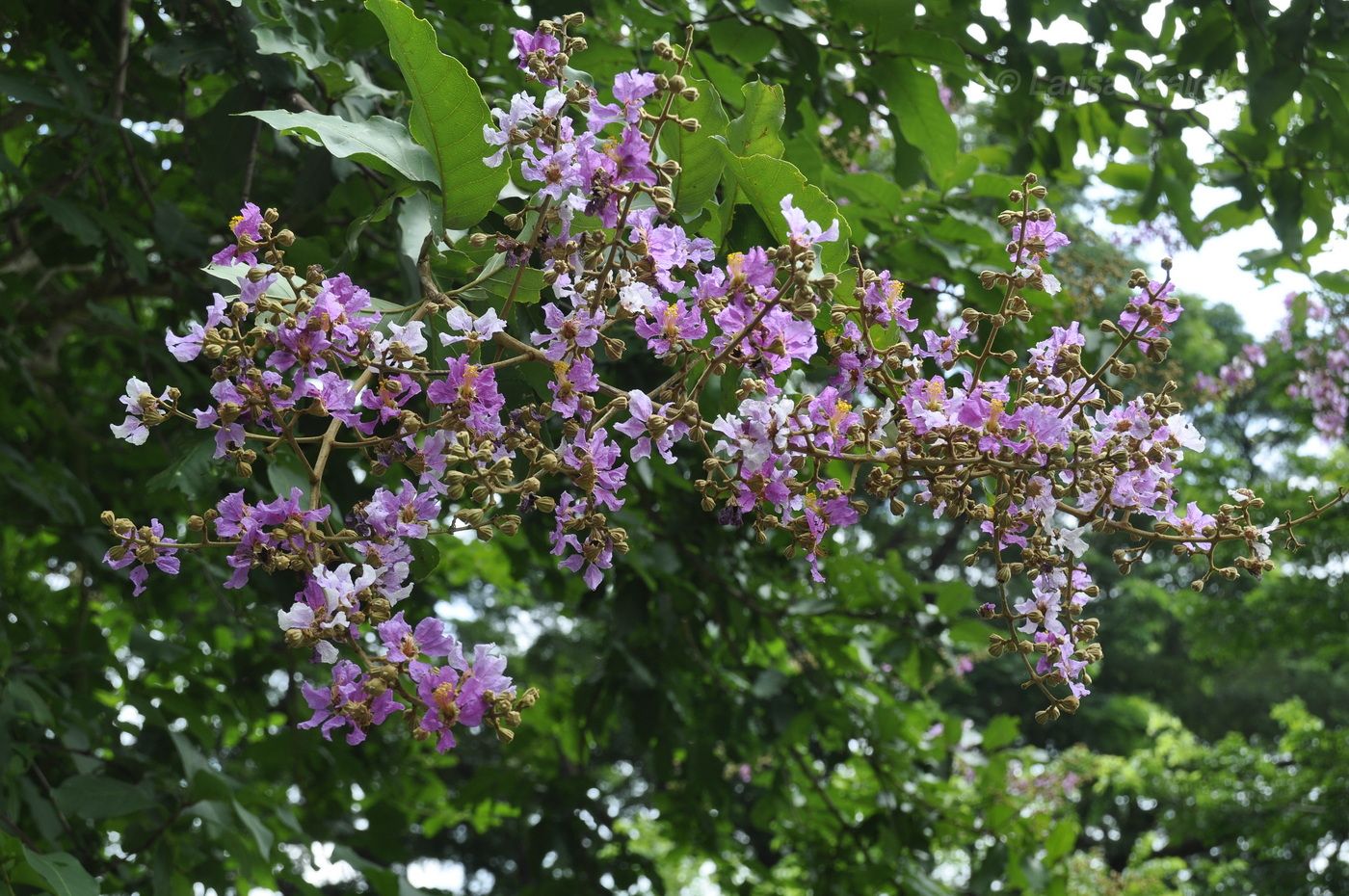 Image of Lagerstroemia speciosa specimen.