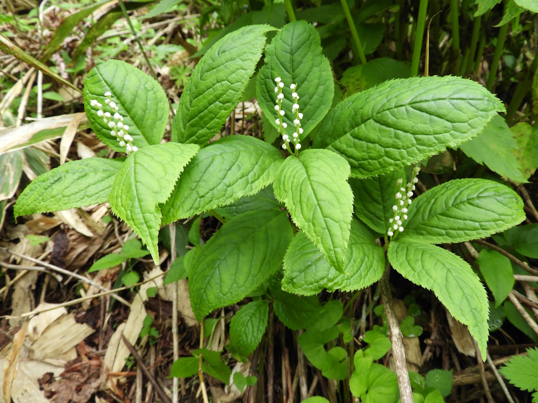 Изображение особи Chloranthus serratus.