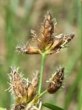 Bolboschoenus maritimus