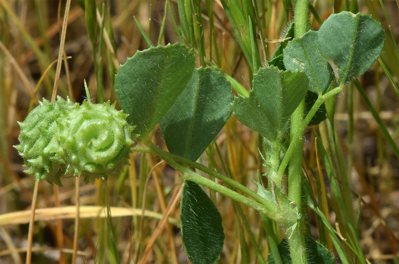 Изображение особи Medicago rigidula.