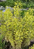 genus Euphorbia